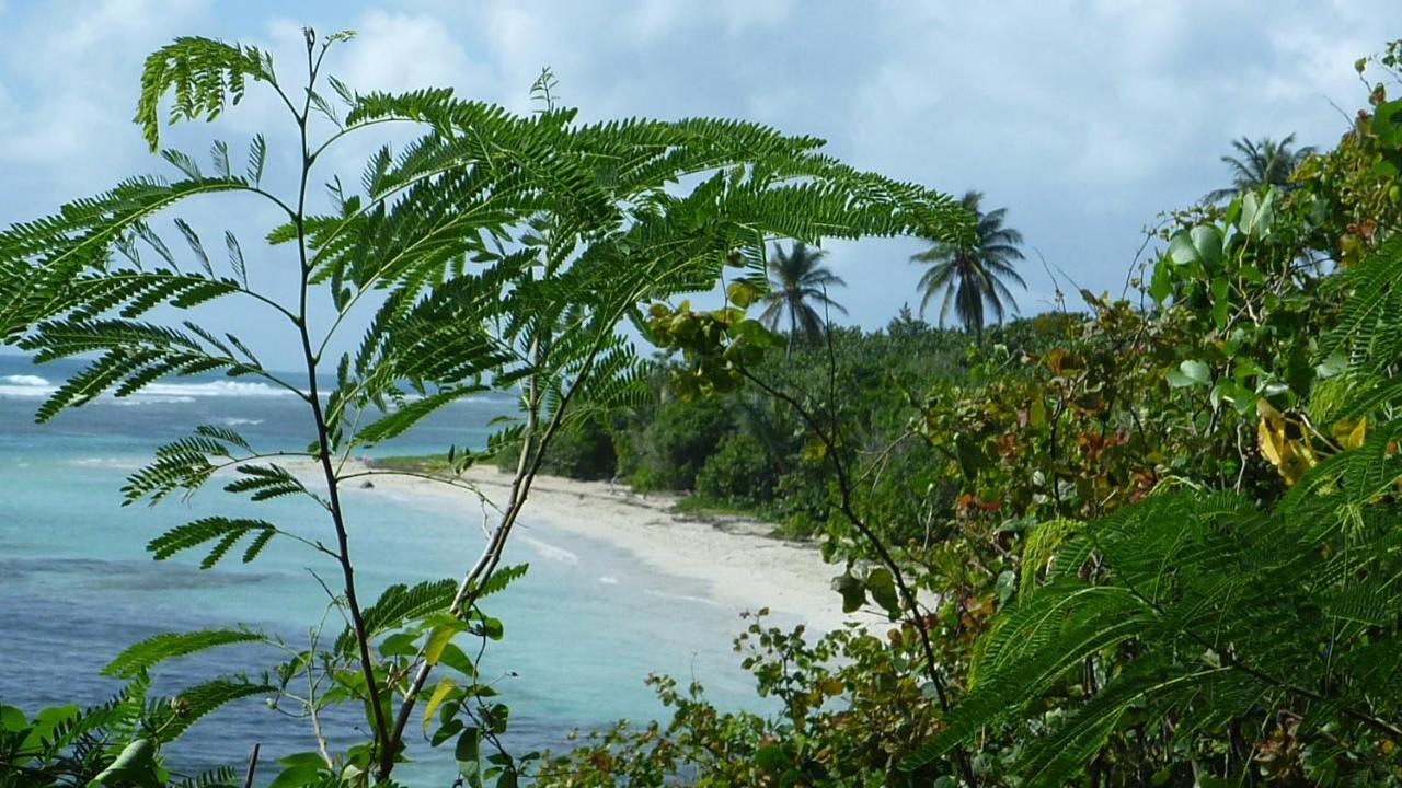 Surf camp kokoplaj, A 150m de la Plage et du Spot de Surf Sainte-Anne  Extérieur photo